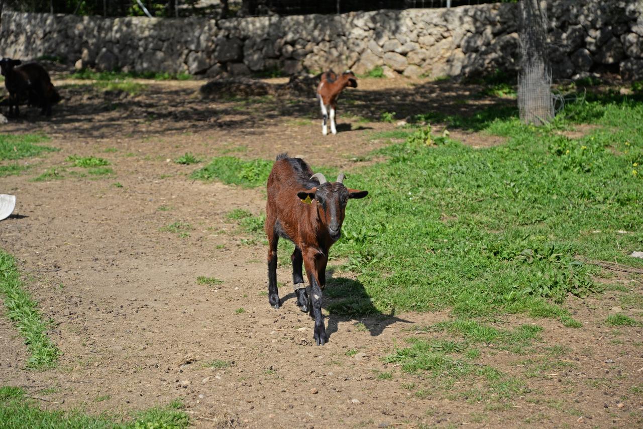 Hotel Finca - Agroturisme Sa Parellada Binibona Zewnętrze zdjęcie